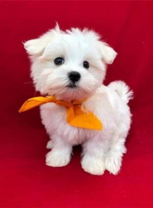 Lindos cachorros Bichón Maltés .......CSDSCC