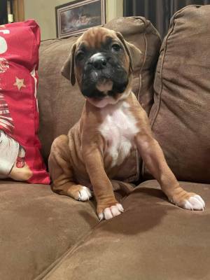 CACHORROS Boxer cachorros.....SSSS