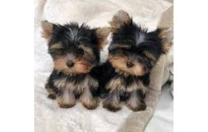 Regalo Cachorros Yorkshire Terrier Mini Toy////