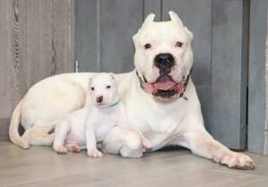 2 Cachorros DOGO 200 euro .......iiiii