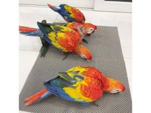 Guacamaya roja  en adopción,.KDEEE