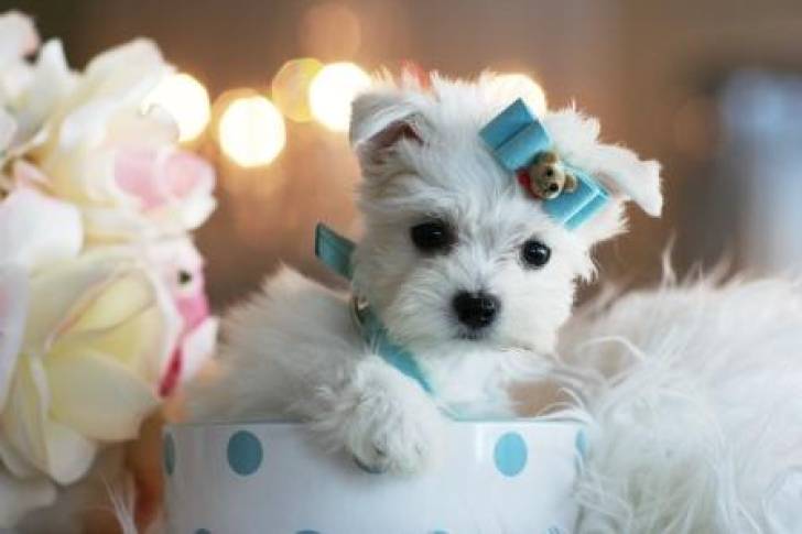 .+Regalo Cachorros Bichon  Maltés ++,,;;´