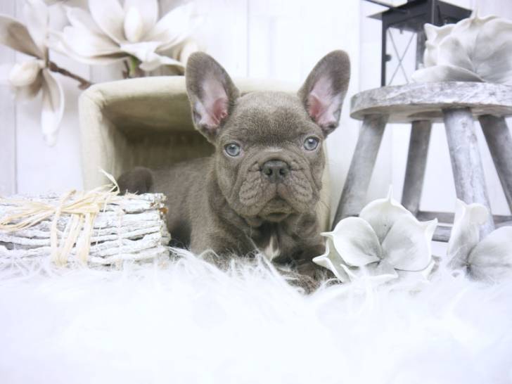 Regalo Cachorros Bulldog Frances --.;;l.