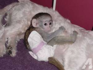 Regalo Monos Capuchinos **..;´;