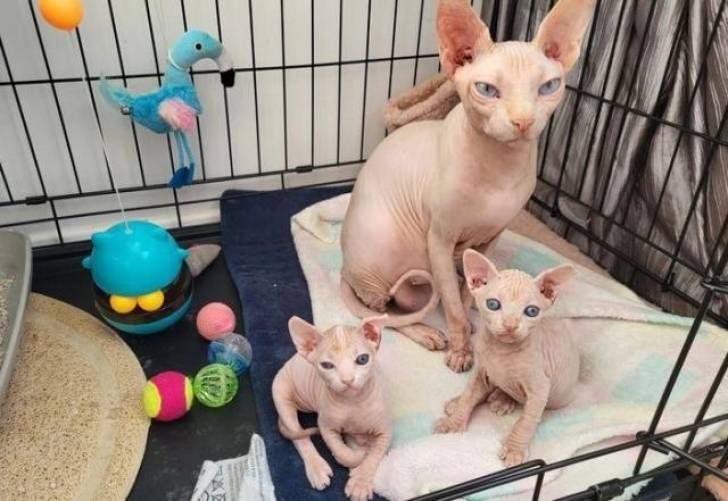 Preciosa ty alegres y afectuosos Sphynx gatitos