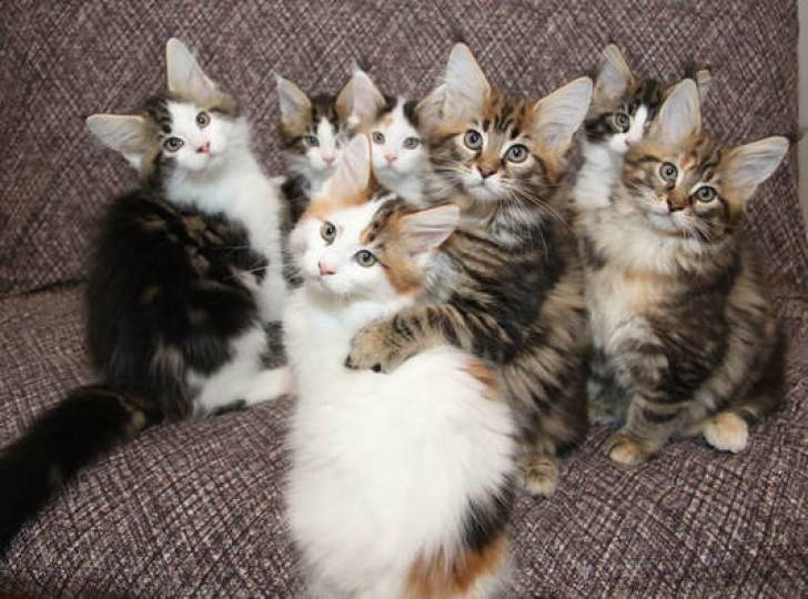 IMPRESIONANTES !!./  GATITOS MAINE COON PARA ADOPCION