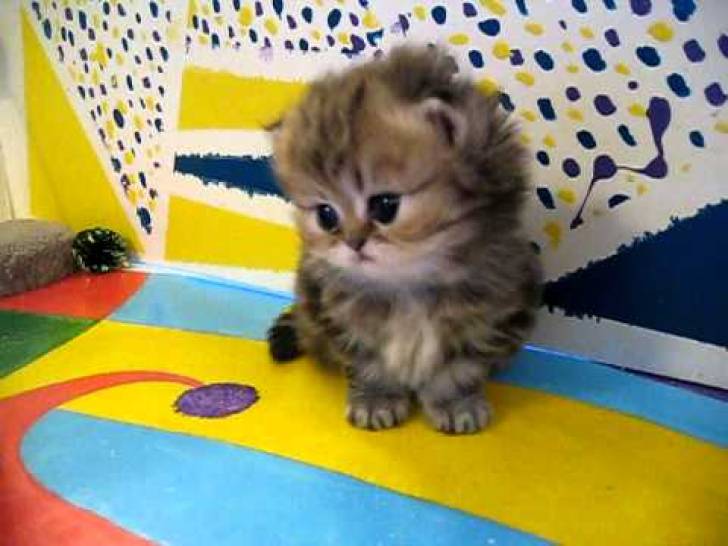 Dos preciosas gatitos  ii Persa para regalo