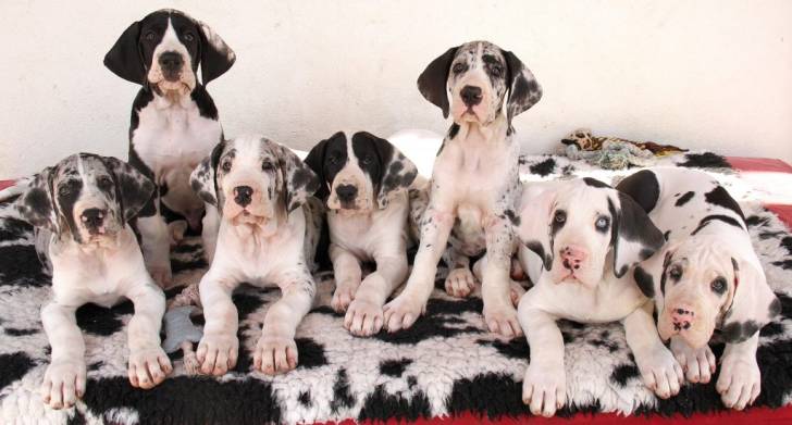 GRAN !DANÉS CACHORROS DISPOANBLES PARA ADOPCION ´;/./´