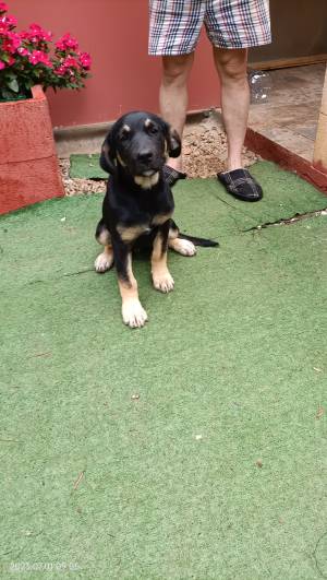 Te gustan los animales