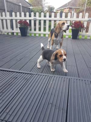 Cachorros Beagle machos y hembras disponibles,