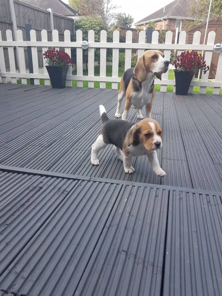 ]Cachorros Beagle machos y hembras disponibles.