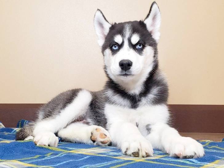 {cachorros de husky siberiano=