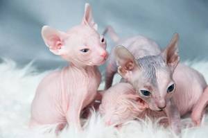 gatita sphynx para comprar