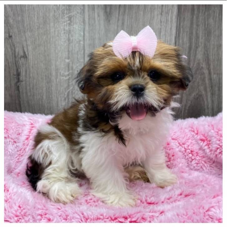 Cachorros de Shih Tzu (+34 632125522)c