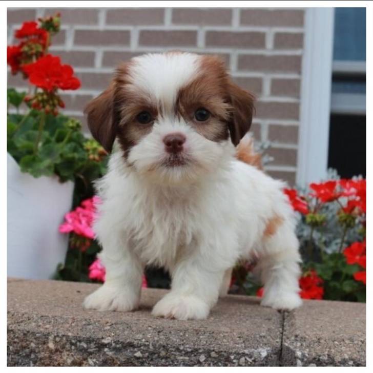 Cachorros de Shih Tzu (+34 632125522)c