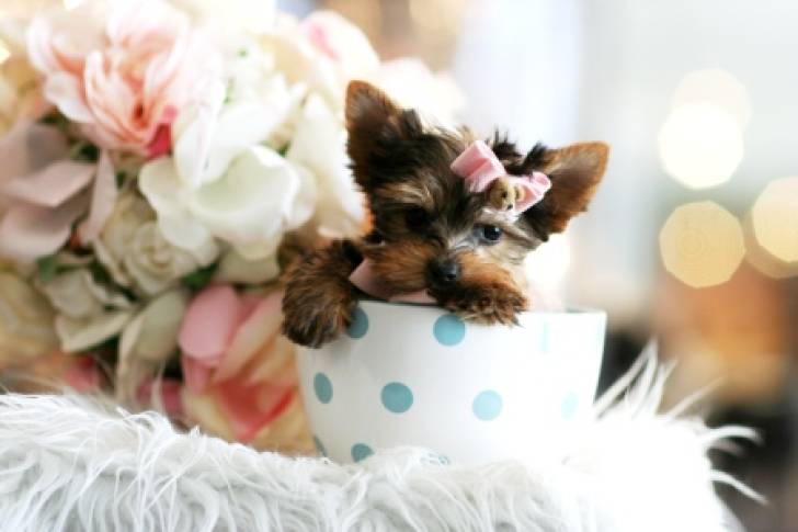 Regalo Cachorros Yorkshire *-*.;