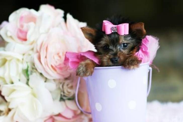 Regalo Cachorros Yorkshire *l-*