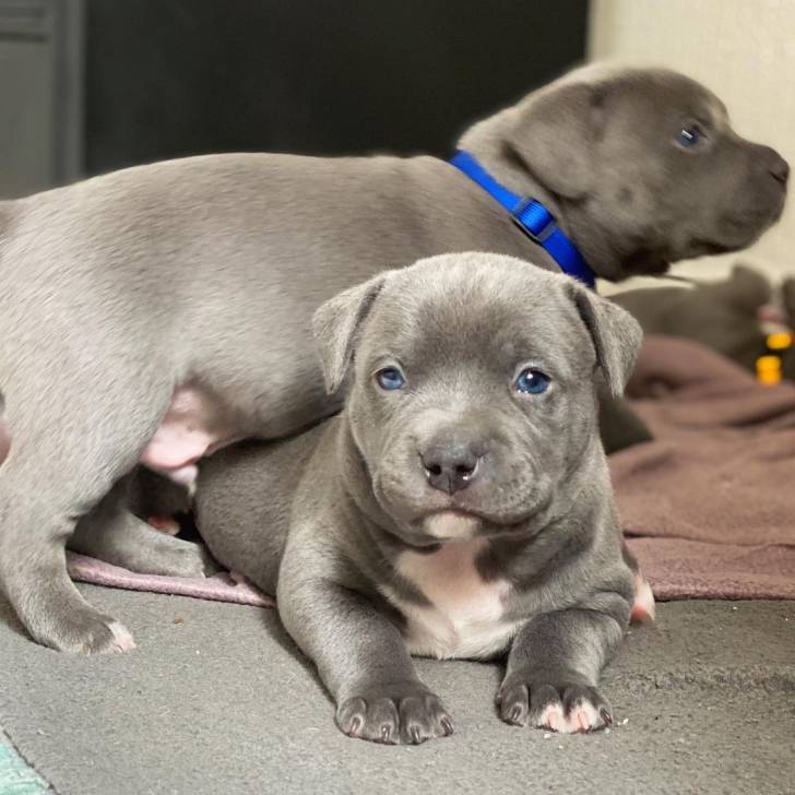 cachorros