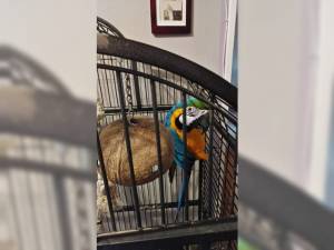 Regalo Preciosos loro Guacamayo Azul y Dorado*+*..