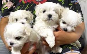 BICHON MALTÉS MACHO Y HEMBRAH