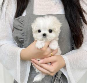 BICHON MALTÉS MACHO Y HEMBRA K