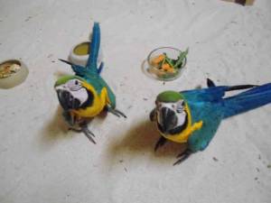 Regalo Preciosos loro Guacamayo Azul y Dorado*/]*.;//