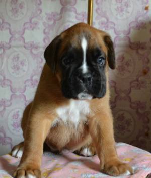 Boxer todos ellos criados !!!!!