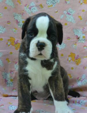 Boxer todos ellos criados !!!!!1