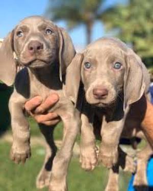 Disponible cachorros Braco weimar mac