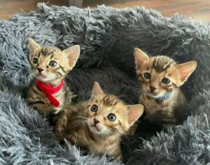 BENGALí Disponibles de gatos bengalí