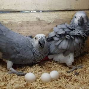 uevos de loro de calidad y loros bebés