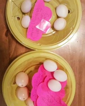 Compre huevos de loro de calidad y
