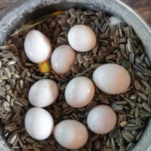 calidad y loros bebés críe sus propios loros
