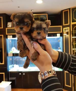 ndo cachorros yorkshire macho