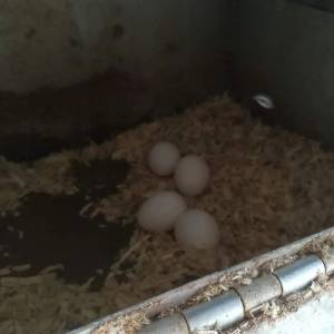Loros sanos, pollitos y huevos fértilesE