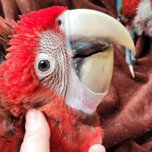 Loros sanos, pollitos y huevos fértilesR