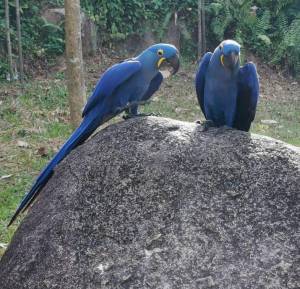 hyacinthinus (guacamayo jacinto)SS.