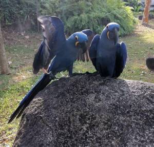 hyacinthinus (guacamayo jacinto).X