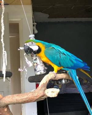 @@@@ loros son pájaros muy hermosos y adorables