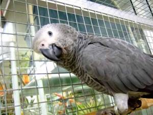 Regalo Preciosos loros Grises Africanos.*.*/./´´/;
