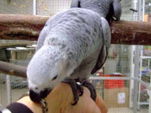 Regalo Preciosos loros Grises Africanos.*.*/..;;´´