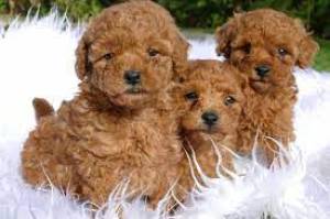 CANICHE TOY disponible. 12