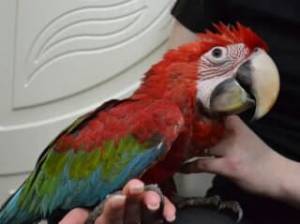 xcelentes loros con cali