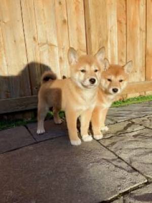 orros Shiba Inu 7 semanas ahora