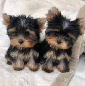 Regalo Cachorros Yorkshire Terrier Mini Toy mi
