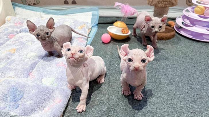 Preciosa camada,/ / alegres y afectuosos Sphynx gatitos