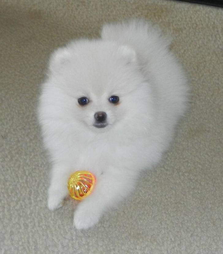 Regalo Cachorros Pomerania /[´;´´´;