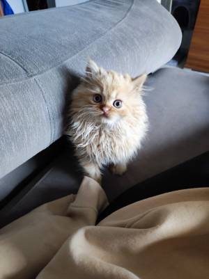 Camada de gatos persa
