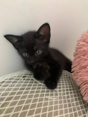 Gatitos buscan hogar