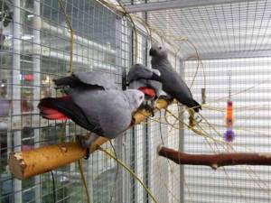 Regalo Preciosos loros Grises Africanos.**/;.;´;